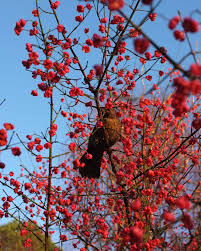 Attēlu rezultāti vaicājumam “Hordelymus europaeus fruit”