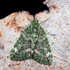 Attēlu rezultāti vaicājumam “Chloroclysta siterata”