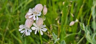 Attēlu rezultāti vaicājumam “Silene baccifera flower”
