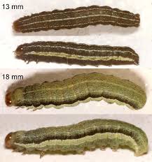 Attēlu rezultāti vaicājumam “Orthosia gracilis”