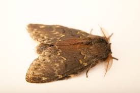 Attēlu rezultāti vaicājumam “Stauropus fagi”