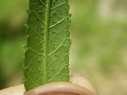 Attēlu rezultāti vaicājumam “Tagetes leaf”