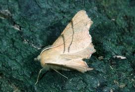 Attēlu rezultāti vaicājumam “Ennomos erosaria”