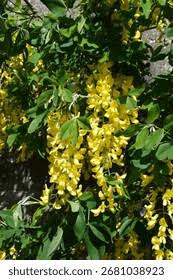 Attēlu rezultāti vaicājumam “Laburnum alpinum leaf”