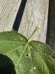 Attēlu rezultāti vaicājumam “Apion sp.”