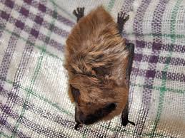 Attēlu rezultāti vaicājumam “Eptesicus serotinus”