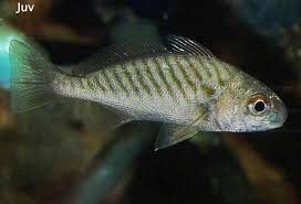 Image result for Leiostomus xanthurus