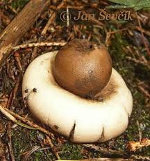 Attēlu rezultāti vaicājumam “Geastrum fimbriatum”