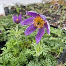 Attēlu rezultāti vaicājumam “Pulsatilla vulgaris”