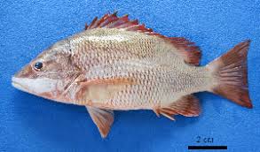 Image result for Lutjanus alexandrei