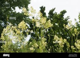 Attēlu rezultāti vaicājumam “Thalictrum lucidum flower”