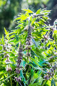 Attēlu rezultāti vaicājumam “Leonurus quinquelobatus”