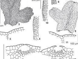 Attēlu rezultāti vaicājumam “Leiocolea rutheana cells”