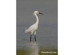 Image result for Egretta thula