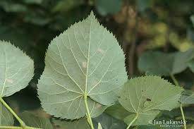 Attēlu rezultāti vaicājumam “Tilia x moltkei”