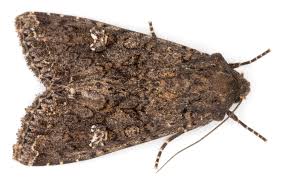 Attēlu rezultāti vaicājumam “Mamestra brassicae exuvia”