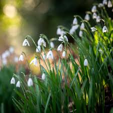 Attēlu rezultāti vaicājumam “Galanthus nivalis”