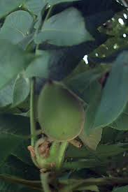 Attēlu rezultāti vaicājumam “Juglans cinerea fruit”