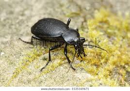 Attēlu rezultāti vaicājumam “Carabus coriaceus”