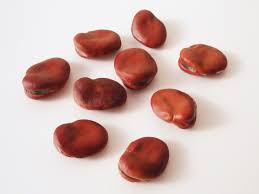 Attēlu rezultāti vaicājumam “Vicia faba”