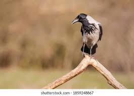 Attēlu rezultāti vaicājumam “Corvus cornix adult”