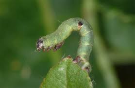 Attēlu rezultāti vaicājumam “Ligdia adustata”