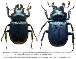 Attēlu rezultāti vaicājumam “Platycerus caraboides”