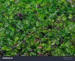 Attēlu rezultāti vaicājumam “Conocephalum”