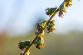 Attēlu rezultāti vaicājumam “Agrimonia eupatoria fruit”