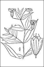 Attēlu rezultāti vaicājumam “Silene tatarica leaf”