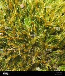 Attēlu rezultāti vaicājumam “Dicranales”