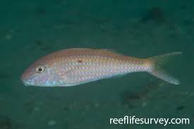 Image result for Parupeneus trifasciatus