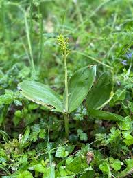 Attēlu rezultāti vaicājumam “Listera ovata leaf”