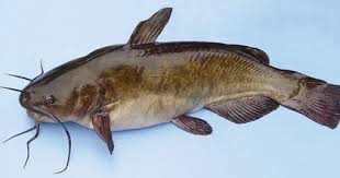 Image result for Ameiurus catus