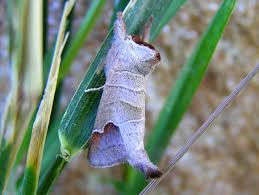 Attēlu rezultāti vaicājumam “Clostera curtula”