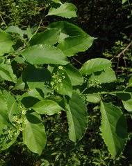 Attēlu rezultāti vaicājumam “Celastrus flagellaris”