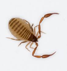 Attēlu rezultāti vaicājumam “Chelifer cancroides”