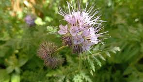 Attēlu rezultāti vaicājumam “Phacelia tanacetifolia leaf”