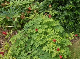 Image result for Christophskraut