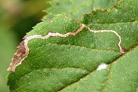 Attēlu rezultāti vaicājumam “Lyonetiidae”