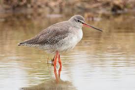 Image result for Tringa erythropus