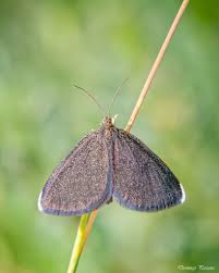 Attēlu rezultāti vaicājumam “Odezia atrata”