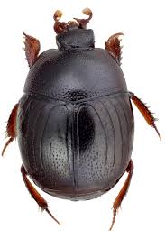 Attēlu rezultāti vaicājumam “Hypocaccus rugiceps”