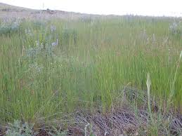 Attēlu rezultāti vaicājumam “Poa compressa leaf”