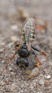 Attēlu rezultāti vaicājumam “Cerceris arenaria”