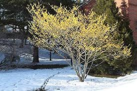 Attēlu rezultāti vaicājumam “Hamamelis virginiana”