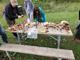 Attēlu rezultāti vaicājumam “Langermania gigantea”