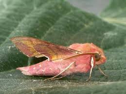 Attēlu rezultāti vaicājumam “Deilephila porcellus”