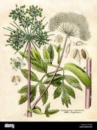 Image result for Angelica archangelica
