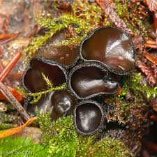 Attēlu rezultāti vaicājumam “Pseudoplectania nigrella”